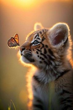 a small tiger cub with a butterfly on its nose