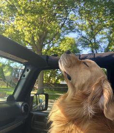 a golden retriever is looking up into the sky while sitting in a car with its head out the window