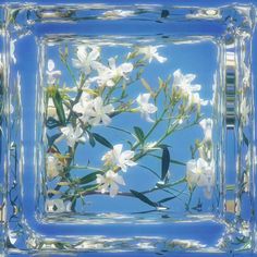 white flowers are floating in the water on a clear blue square frame with green leaves