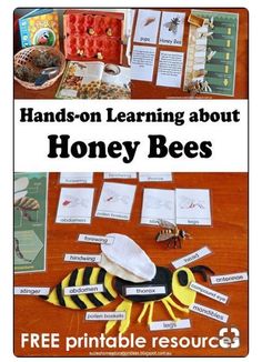 hands - on learning about honey bees with free printable resources for kids and adults