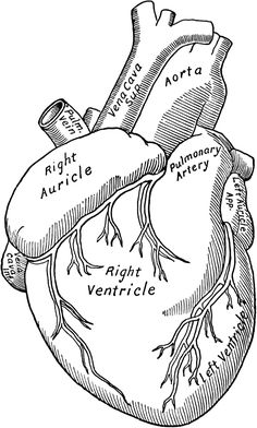 a diagram of the human heart with labels labeled in each section, vintage line drawing or engraving illustration