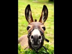 a donkey is standing in the grass with its ears up and looking at the camera