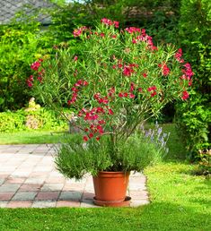 a potted plant with red flowers in the middle of a garden area on a brick walkway