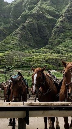 three horses are tied up to a wooden rail with mountains in the background and green grass on either side