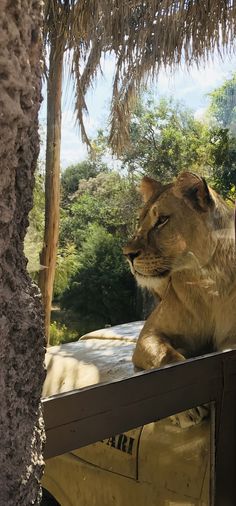 a lion laying down on top of a wooden platform next to a tree and bushes