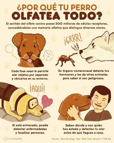 a poster with different types of dogs and cats in spanish, english, and french