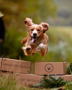 a dog jumping over boxes in the grass