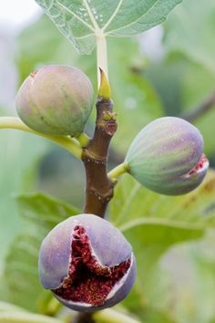 the fruit is still on the tree and ready to be picked