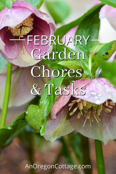 two pink flowers with the words, february garden chores and tasks on it's side