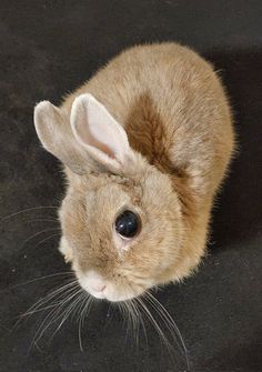 a small brown rabbit sitting on top of a black floor