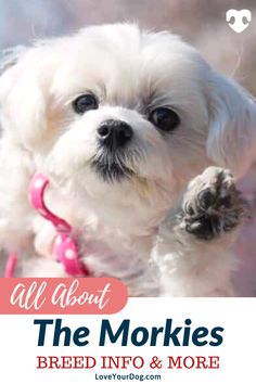 a small white dog with the words all about the morkies breed info & more