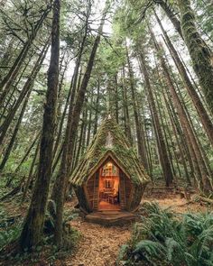 a small cabin in the woods with moss growing on it's roof and windows