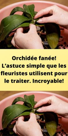 two pictures showing how to plant leaves in a flower pot with the words orchid fanee