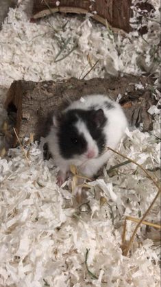 a black and white hamster sitting on top of shredded up wood shavings