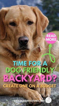 adorable dog enjoys a new dog yard Dog Paradise Backyard, Large Dog Friendly Backyard, Small Backyard With Dogs, Small Dog Playground Backyard Diy, Separate Dog Area In Yard, Pet Friendly Backyard Landscaping, Backyard Design For Dogs, Backyard For Dogs Landscapes, Garden Dog Area