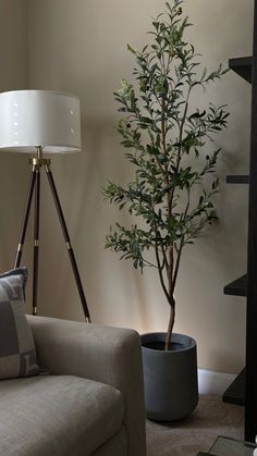 There is a faux olive tree in a contemporary sitting room. The olive tree is 6ft tall and placed in a modern cement planter. Olive Trees In Living Room, Planter In Living Room, Living Room Olive Tree Decor, Fake Trees In Bedroom, Olive Tree Home Decor, Corner Plant Living Room, Artificial Olive Tree Indoor, Living Room Tree Decor