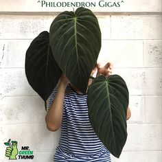 a person hiding behind two large leaves with the caption mr green thumbs on their face