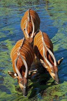 three antelope standing in the water drinking