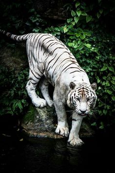 a white tiger standing on top of a rock next to a body of water with greenery behind it