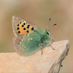 a green and yellow butterfly sitting on top of a rock