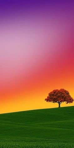 a lone tree stands in the middle of a grassy field at sunset with an orange and pink sky