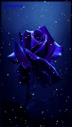 a blue rose with stars in the background