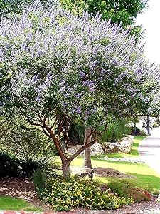 a tree with purple flowers is in the middle of a sidewalk and some bushes are around it