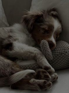 a brown and white dog laying on top of a couch next to a stuffed animal