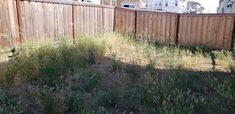 an empty yard with grass and weeds growing on the ground in front of a wooden fence