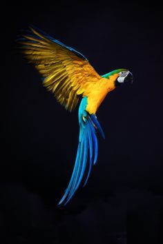 a blue and yellow parrot flying through the air