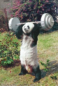 a panda bear is lifting a barbell on its back