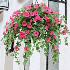 pink flowers hanging from the side of a white building