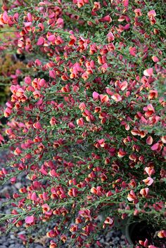 pink flowers are growing on the side of a plant in a garden with rocks and gravel