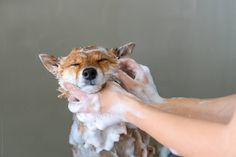 a person washing a dog with soap on it's face by helen for stocks