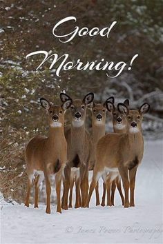 three deer standing in the snow with an inscription good morning on it's side