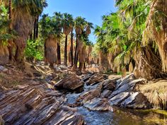 palm trees line the banks of a stream in an area that is surrounded by rocks