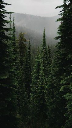 the trees are very tall and green in the forest with mountains in the back ground