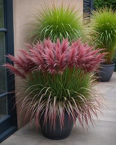 two large potted plants sitting next to each other on a cement floor near a window