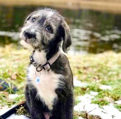 a small black and white dog sitting in the grass next to a body of water