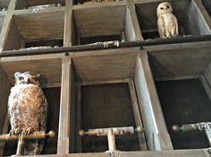 two owls are perched on the ledges of an old wooden structure with metal pipes