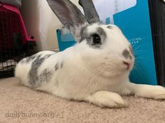 a white and gray rabbit sitting on the floor next to a blue box with an electronic device in it