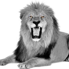 a black and white photo of a lion with its mouth open