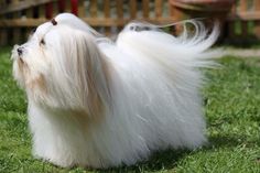 a small white dog standing on top of a lush green field