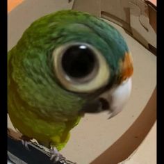 a close up of a green and orange bird on a toilet seat with it's reflection in the mirror