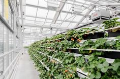 several rows of strawberry plants growing in a greenhouse