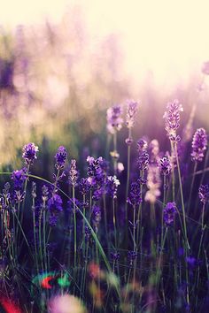 some purple flowers are in the grass and sunlight is shining on them as if they were just starting to come down