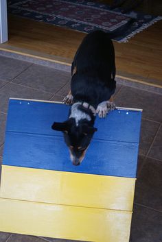 a dog standing on top of a blue and yellow ramp