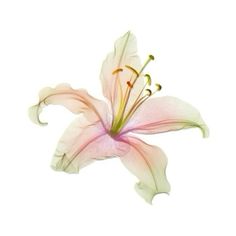 a white and pink flower on a white background