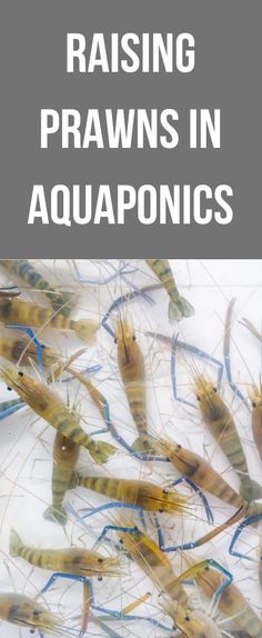 the cover of raising prawns in aquaponics, with yellow and blue shrimp swimming