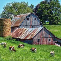 cows graze in the grass near an old barn